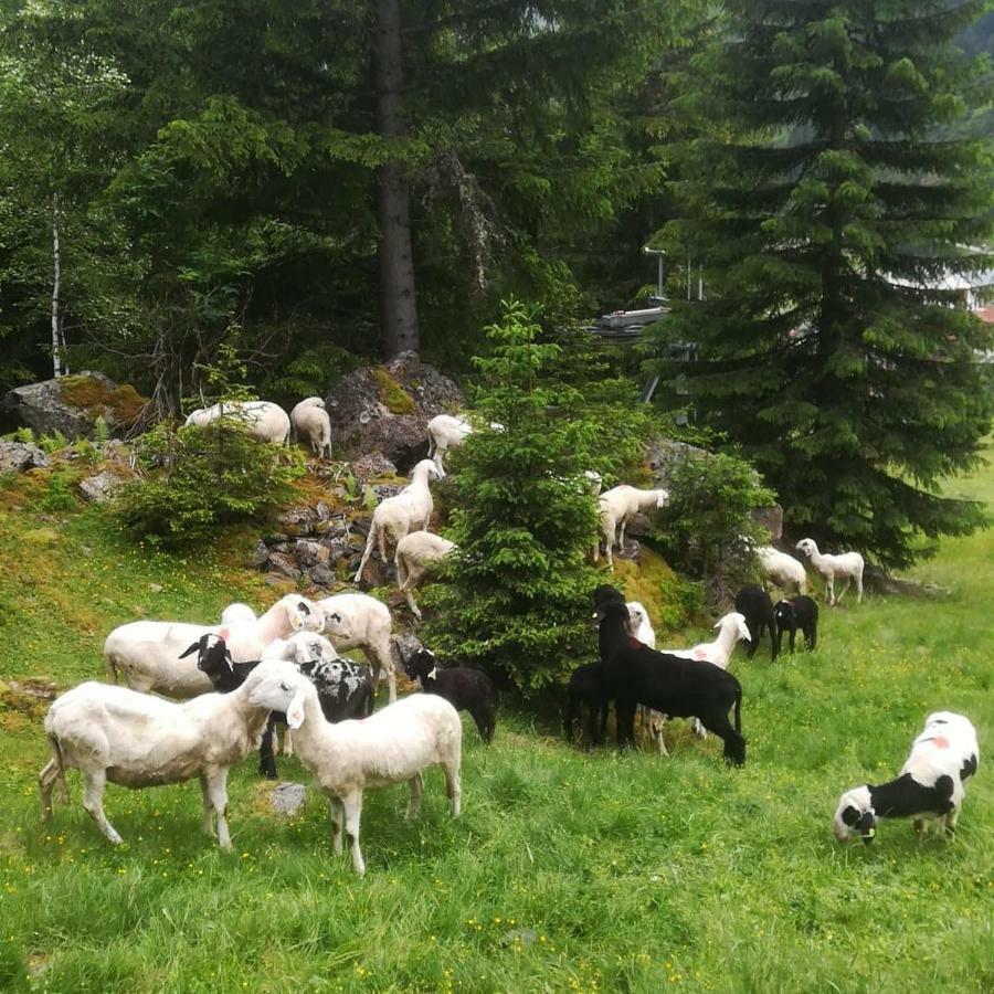 Haus Pechtl Sankt Leonhard im Pitztal Exterior foto